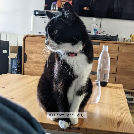 Photo 1/1 Chat retrouvé Perdu à La Rochelle