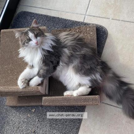 Photo de chat perdu à Montfermeil