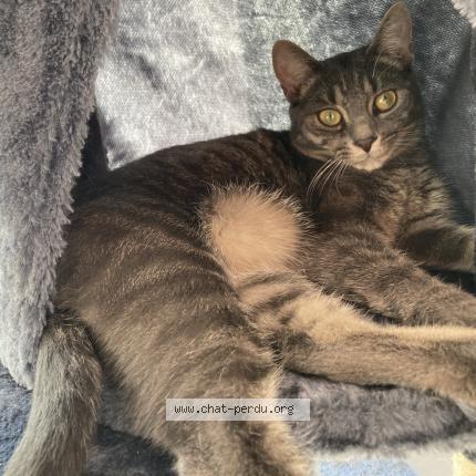Photo de chat perdu à La Petite Pierre