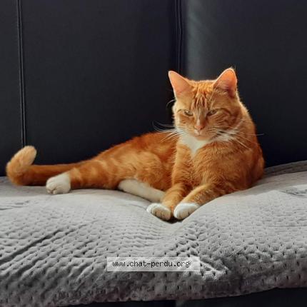 Photo 1/1 Chat retrouvé Perdu à Niort