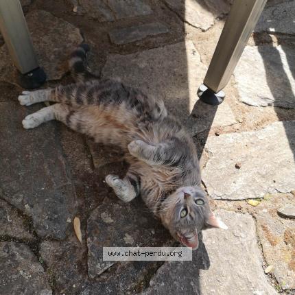 Photo 1/1 Chat retrouvé Trouvé à Nantes