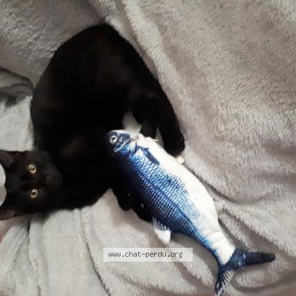 Photo de chat perdu à Cauville Sur Mer