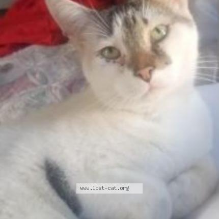 Photo 1/1 Kit kat Chat perdu à Richmond