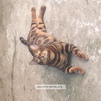 Photo de chat perdu à Montargis