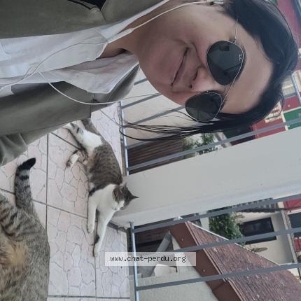 Photo de chat perdu à Villeurbanne