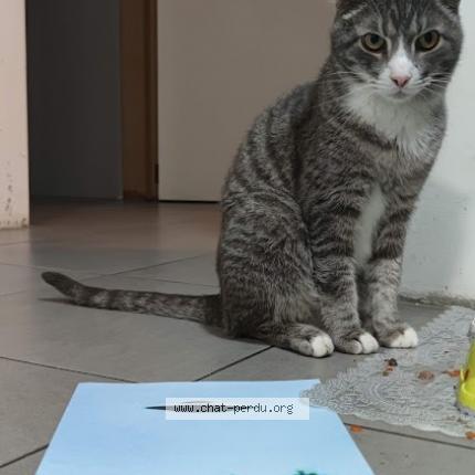 Photo 1/1 Chat retrouvé Perdu à L Ege