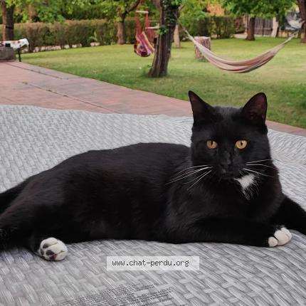 Photo 1/1 Chat retrouvé Perdu à Le Puy En Velay