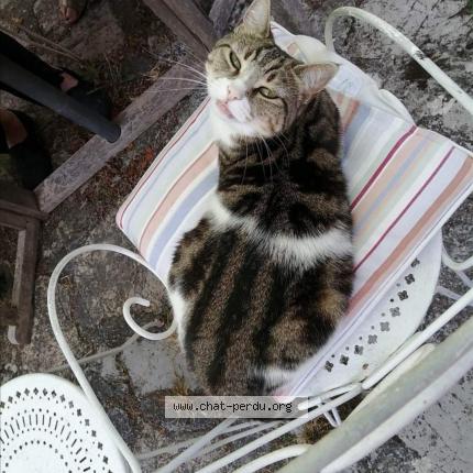 Photo de chat perdu à Valbonne
