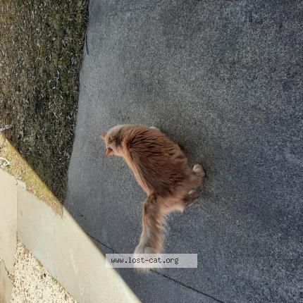 Photo 1/1 Chat retrouvé Trouvé à Winnipeg