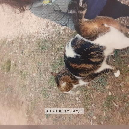 Photo 1/1 Chat retrouvé Perdu à Saint Gervasy