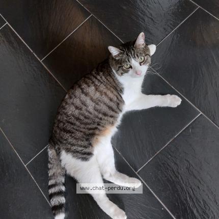 Photo de chat perdu à Marseille