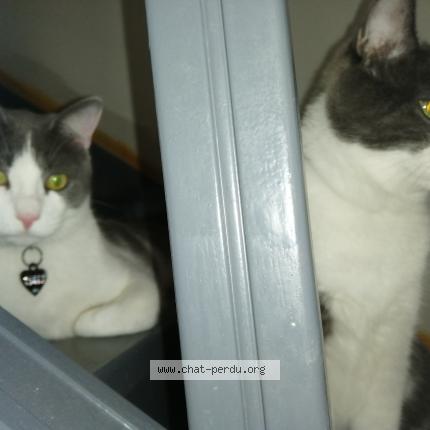 Photo de chat perdu à St Apollinaire
