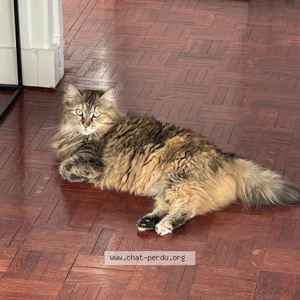 Photo de chat perdu à Champigny Sur Marne