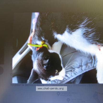 Photo de chat trouvé à Vigneux Sur Seine