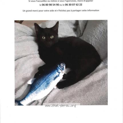 Photo 1/1 Chat retrouvé Perdu à Cauville Sur Mer