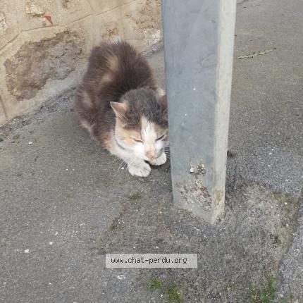 Photo 1/1 Chat retrouvé Trouvé à Mouroux