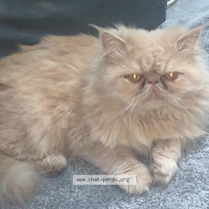 Photo de chat perdu à Gagny