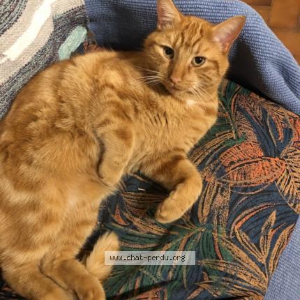 Photo 1/1 Chat retrouvé Perdu à Saint Laurent De La Pree