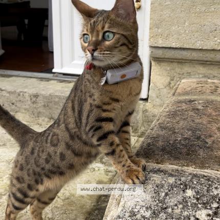 Photo 1/1 Chat retrouvé Perdu à Bordeaux