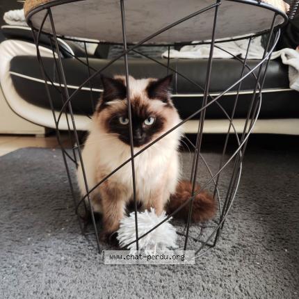 Photo de chat perdu à Quimper