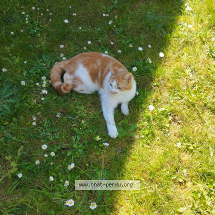 Photo de chat perdu à La Pommeraye