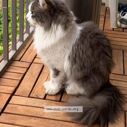 Photo de chat perdu à Lyon