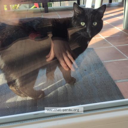 Photo de chat trouvé à Montigny Les Cormeilles