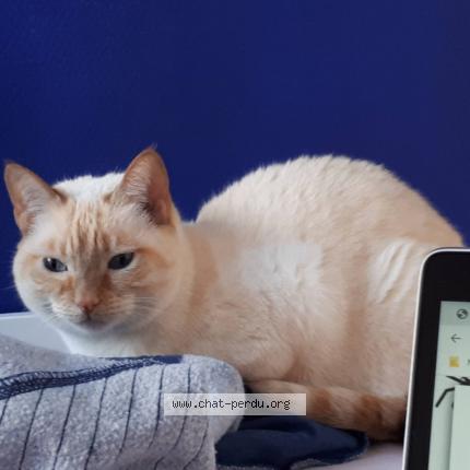 Photo 1/1 Chat retrouvé Perdu à Paris