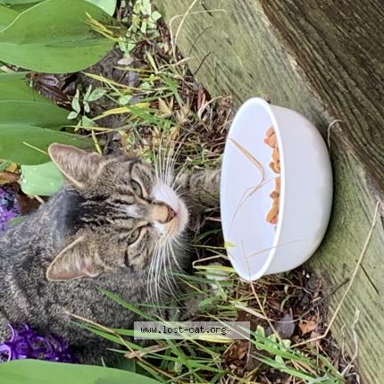 Photo 1/1 Chat retrouvé Trouvé à Toronto