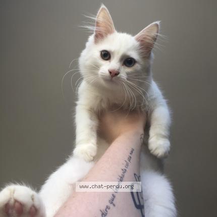Photo de chat perdu à Quimperle