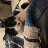 Photo de chat perdu à Saint Gilles