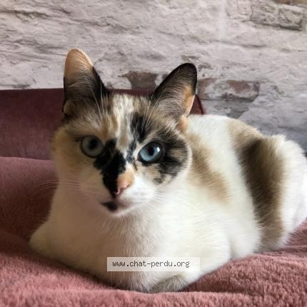 Photo de chat perdu à Labourse