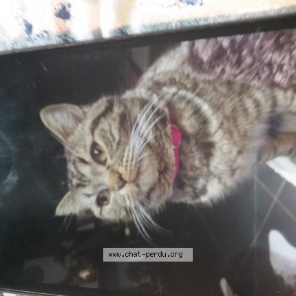 Photo de chat perdu à Boulazac