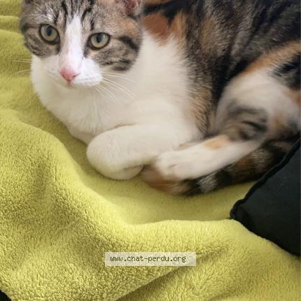 Photo de chat perdu à Angers