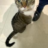 Photo de chat perdu à Ferney Voltaire