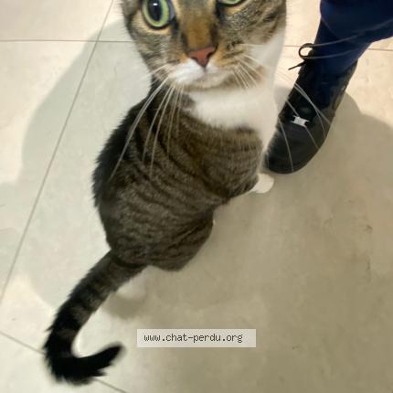 Photo 1/1 Chat retrouvé Perdu à Ferney voltaire