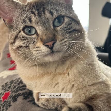 Photo de chat perdu à Mandres Les Roses