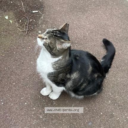 Photo 1/1 Chat retrouvé Trouvé à Paris