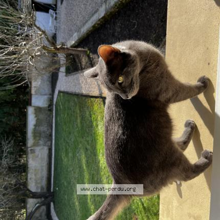 Photo de chat perdu à Saint Julien En Born