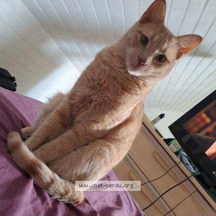 Photo de chat perdu à Saint Vougay