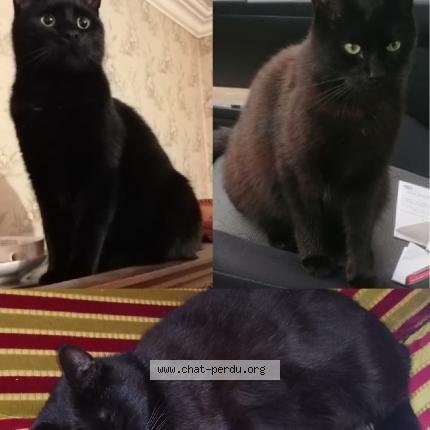 Photo 1/1 Chat retrouvé Perdu à Maupertus Sur Mer