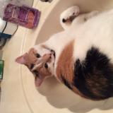 Photo de chat perdu à Winnipeg