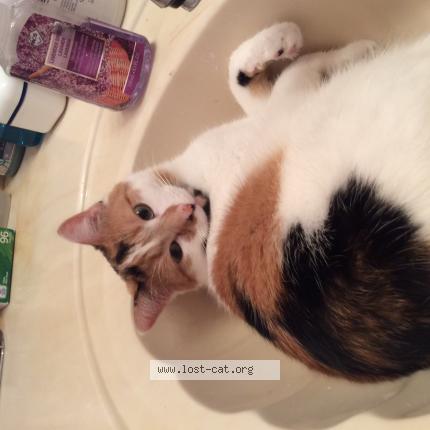 Photo 1/1 Chat retrouvé Perdu à Winnipeg