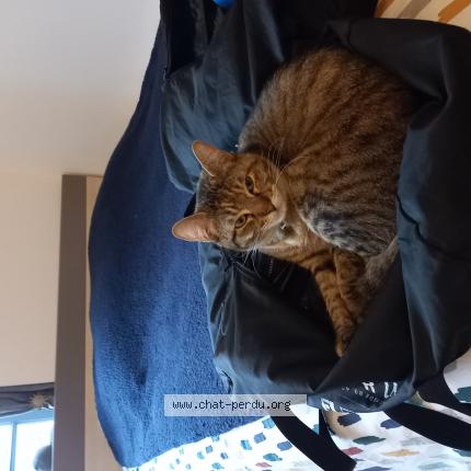 Photo de chat perdu à Arras
