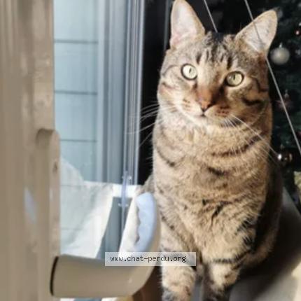 Photo de chat perdu à Seyches