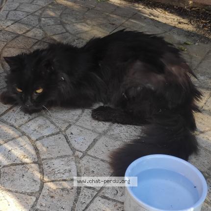 Photo 1/1 Chat retrouvé Trouvé à Anduze
