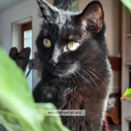 Photo 1/1 Chat retrouvé Perdu à Vaires Sur Marne