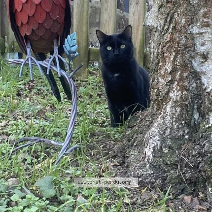 Photo 1/1 Chat retrouvé Perdu à Viry Chatillon
