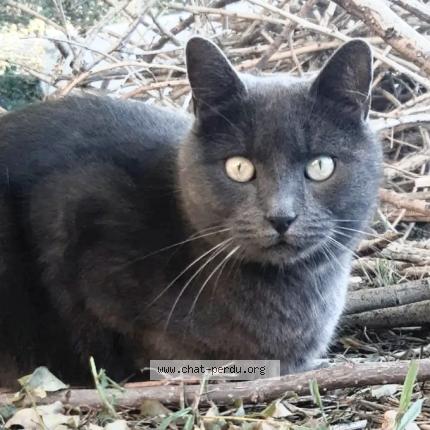 Photo de chat perdu à Marseille