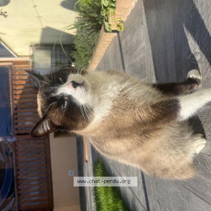 Photo 1/1 Chat retrouvé Perdu à Sevran